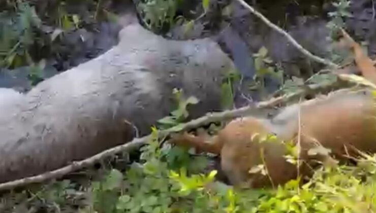 Sakarya’da tarım yerinde meyyit köpekler bulundu