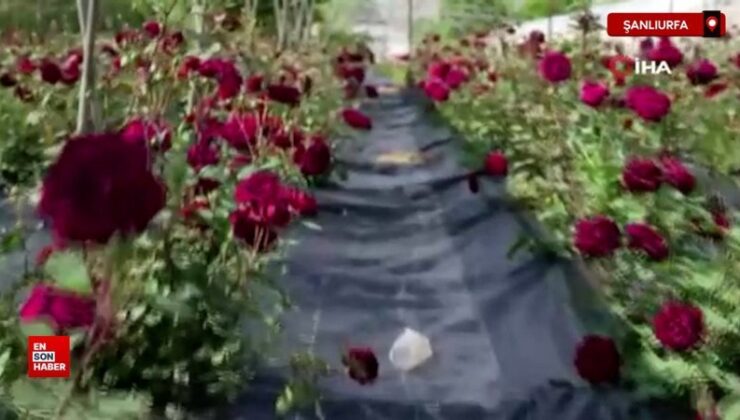 Şanlıurfa Halfeti’de karagül hasadı başladı