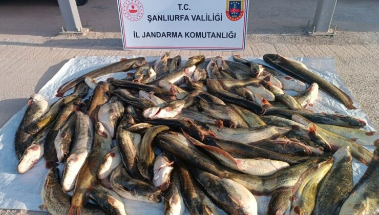 Şanlıurfa’da kaçak balık avına 24 bin lira ceza