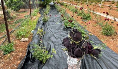 Şanlıurfa’da karagül hasadı başladı
