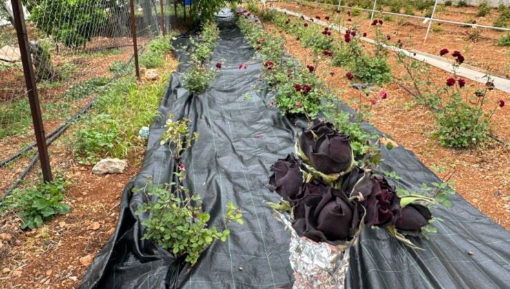 Şanlıurfa’da karagül hasadı başladı