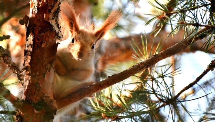 Sarıkamış’ın kızıl sincapları baharı karşıladı