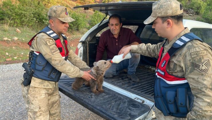 Siirt’teki kızıl şahin ve ayı yavrusu kurtarıldı