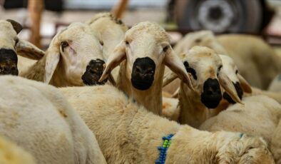 Sivas’ta kurbanlık ve kesim fiyatları belli oldu