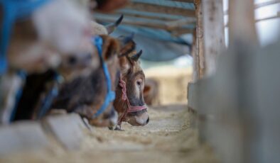 Tarım ve Orman Bakanlığı’ndan hayvan nakliyelerine yeni düzenleme