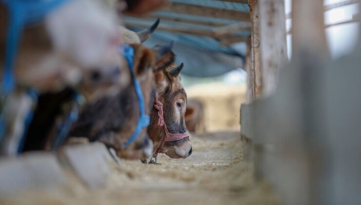 Tarım ve Orman Bakanlığı’ndan hayvan nakliyelerine yeni düzenleme