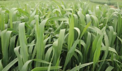 Tekirdağ’da yerli buğday çeşidi tescillendi: NKÜ Paşaeli