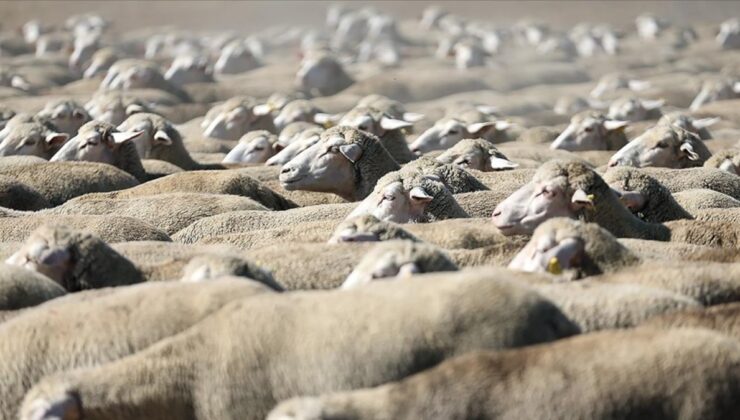 TİGEM, açık artırmayla 700 reforme küçükbaş hayvan satacak