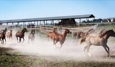 TİGEM’in 2025 yılı safkan Arap tay satış tarihleri açıklandı