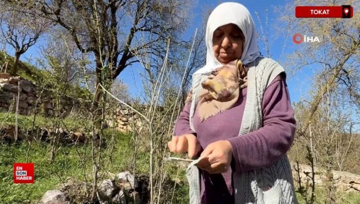 Tokat’ta türbenin toprağını yiyerek dua ediyorlar