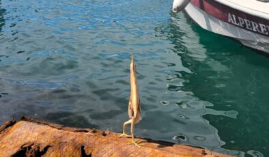 Trabzon’da balıkçı birinci sefer gördüğü kuşu görüntüledi