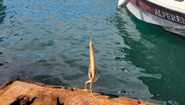 Trabzon’da balıkçı birinci sefer gördüğü kuşu görüntüledi