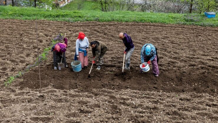 Trabzonlu çiftçiler fol patatesi ekimde sona geldi