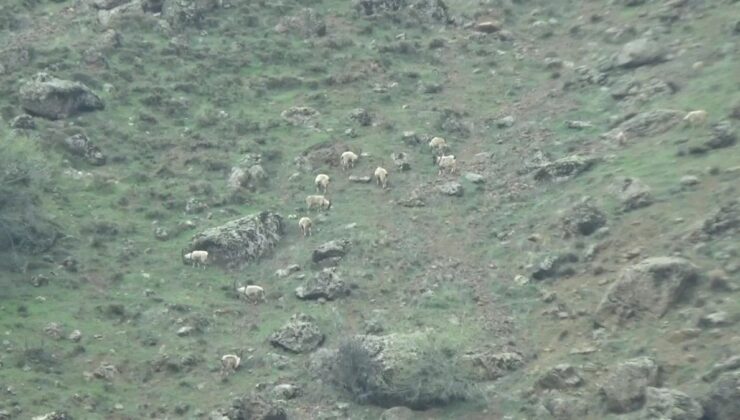 Tunceli’de muhafaza altındaki yaban keçileri sürü halinde görüntülendi