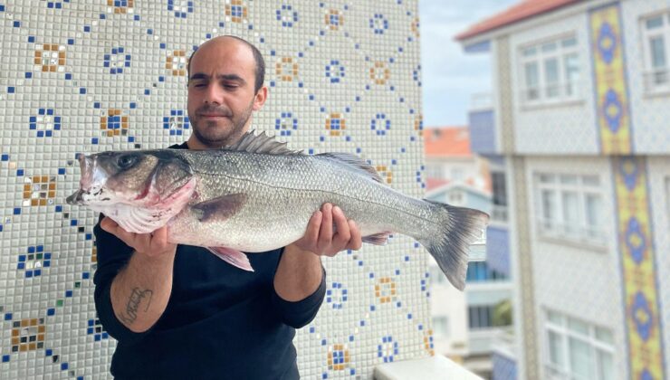 Türkeli’de 7,5 kiloluk dev levrek yakalandı