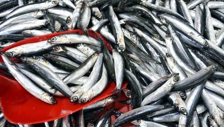Türkiye, yılın ilk 3 ayında 3,1 milyon dolarlık hamsi ihraç etti