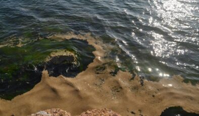 Yalova’nın Armutlu ilçesi kıyılarında müsilaj endişesi