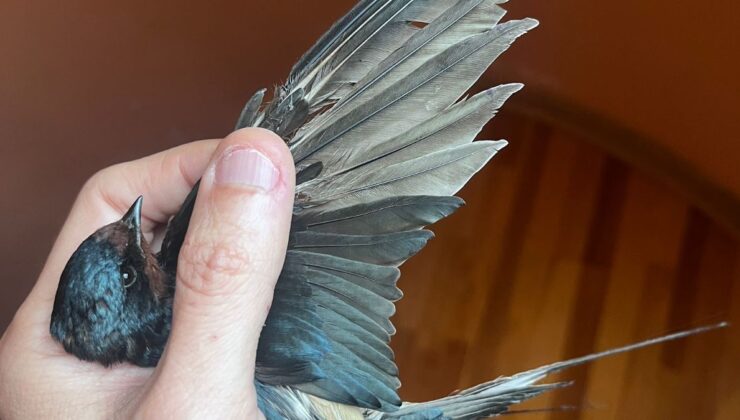 Yaralı kuşlar için ‘tüy bankası’ kuruldu