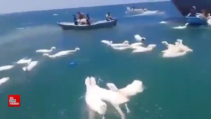 Yemen açıklarında binlerce koyunu taşıyan bir gemi alabora oldu