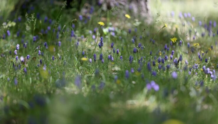 Yıldız Dağları’nda Trakya’nın rengarenk ilkbaharı