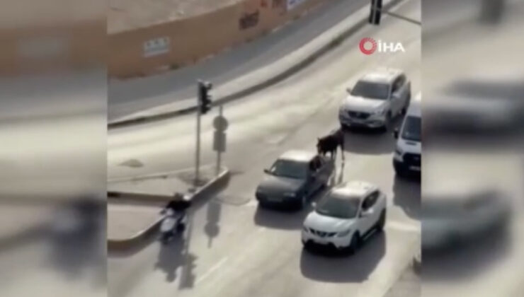 Adana’da arabanın ardına at bağlayan 2 bireye tutuklama