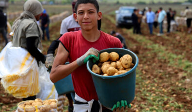 Adana’da patates hasadı başladı