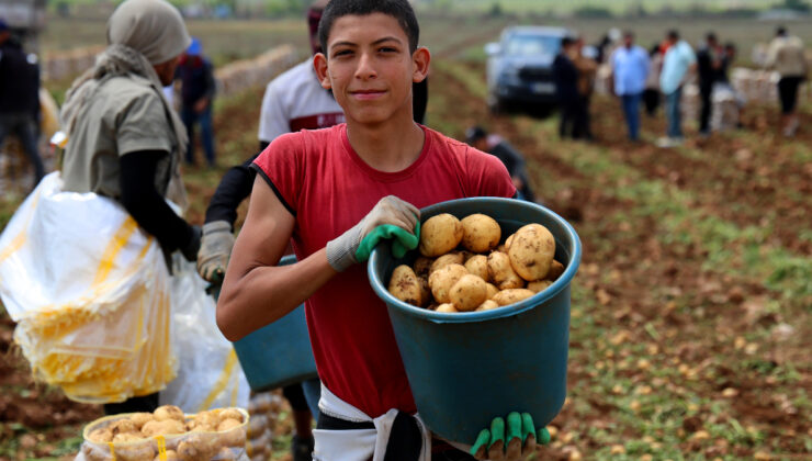 Adana’da patates hasadı başladı