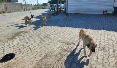 Adana’da sokak köpekleri dehşet saçıyor
