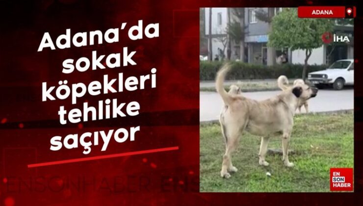 Adana’da sokak köpekleri tehlike saçıyor