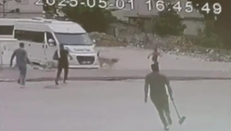 Adana’da sokak köpeklerinin çocuğa saldırısı kamerada