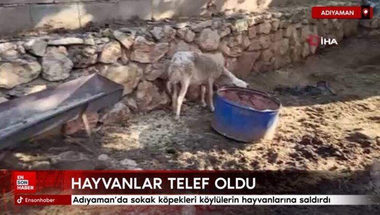 Adıyaman’da sokak köpekleri köylülerin hayvanlarına saldırdı
