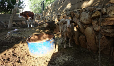 Adıyaman’da sokak köpekleri köylülerin hayvanlarına saldırdı