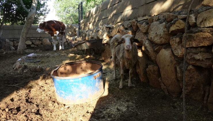 Adıyaman’da sokak köpekleri köylülerin hayvanlarına saldırdı