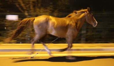 Aksaray’da şoförlerin başıboş at ile imtihanı