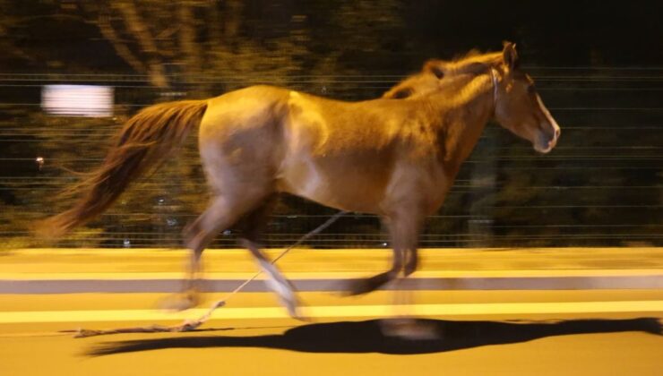 Aksaray’da şoförlerin başıboş at ile imtihanı