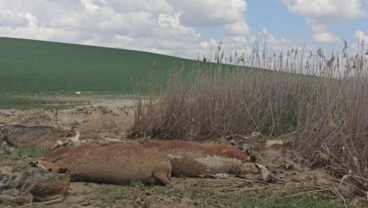 Ankara’da sel: 17 büyükbaş hayvan telef oldu