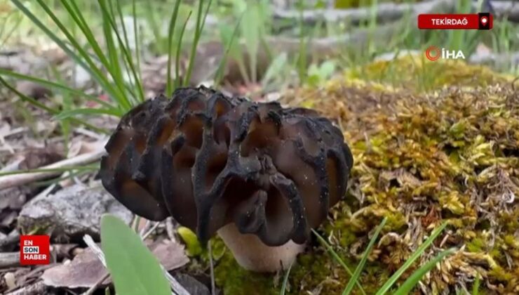 Antalya’da ‘kuzugöbeği mantarı’ dönemi başladı