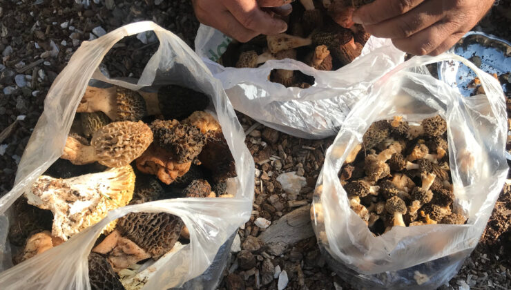 Antalya’da kuzugöbeği mantarı vakti