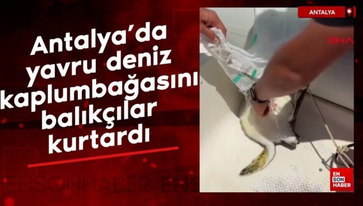 Antalya’da yavru deniz kaplumbağasını balıkçılar kurtardı