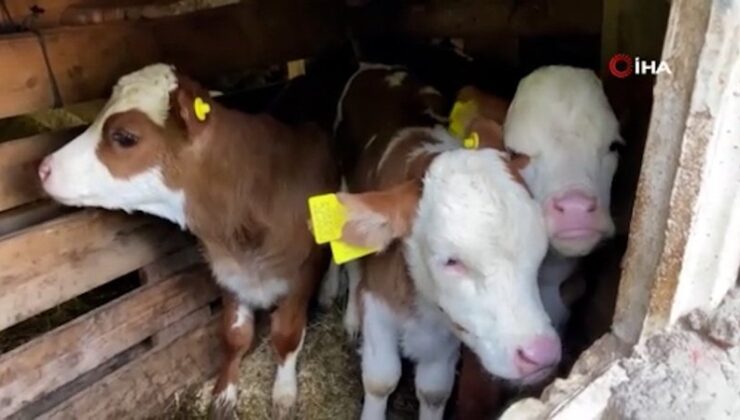 Artvin’de bir inek dördüz doğurdu, aile büyük sevinç yaşadı