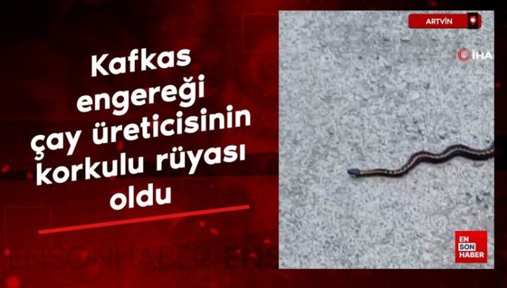 Artvin’de kafkas engereği çay üreticisinin kaygılı düşü oldu