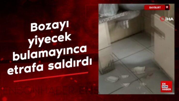 Bayburt’ta bir bozayı yiyecek bulamayınca etrafa saldırdı