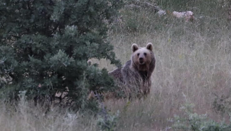 Bayburt’ta cami yemekhanesine ayı girdi