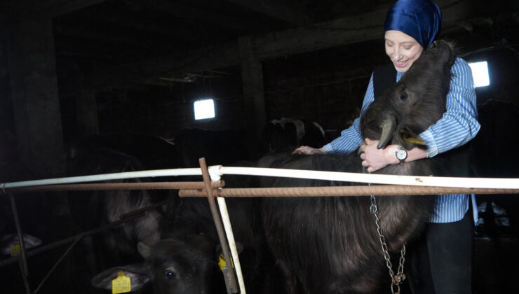 Bayburt’ta devlet takviyesiyle köyün tek bayan manda yetiştiricisi oldu