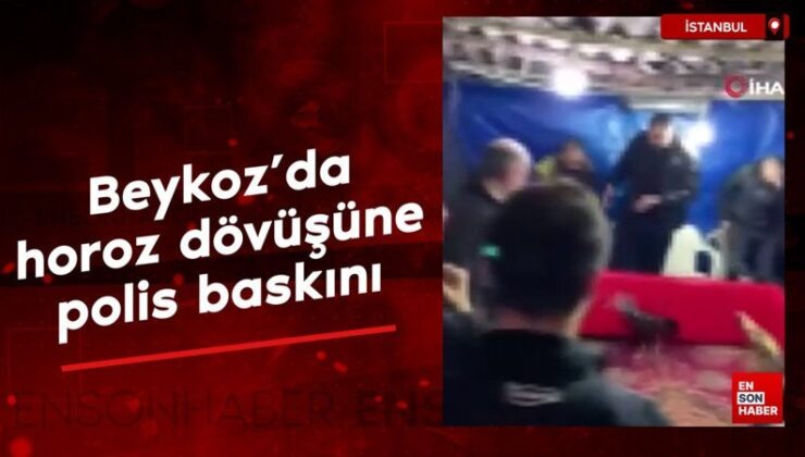Beykoz’da horoz dövüşüne polis baskını