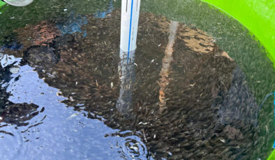 Bolu’da üretilen 5 milyon 230 bin yavru sazan, akarsulara bırakıldı