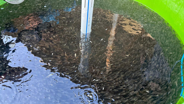 Bolu’da üretilen 5 milyon 230 bin yavru sazan, akarsulara bırakıldı