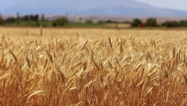 Buğdayda 19 milyon ton rekolte bekleniyor