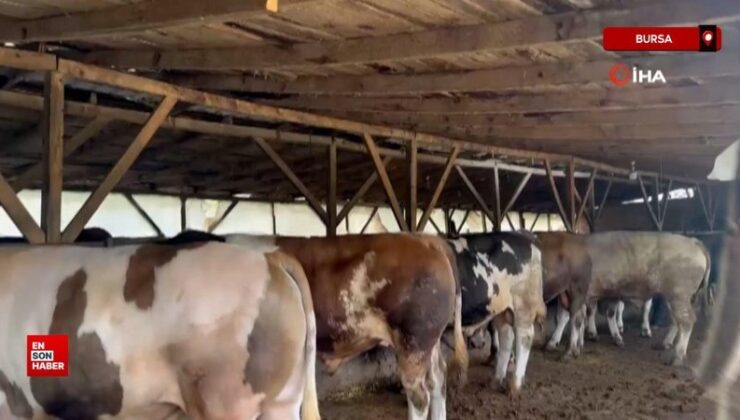 Bursa’da 1 ton 200 kiloluk kurbanlık, otomobil fiyatına alıcısını bekliyor