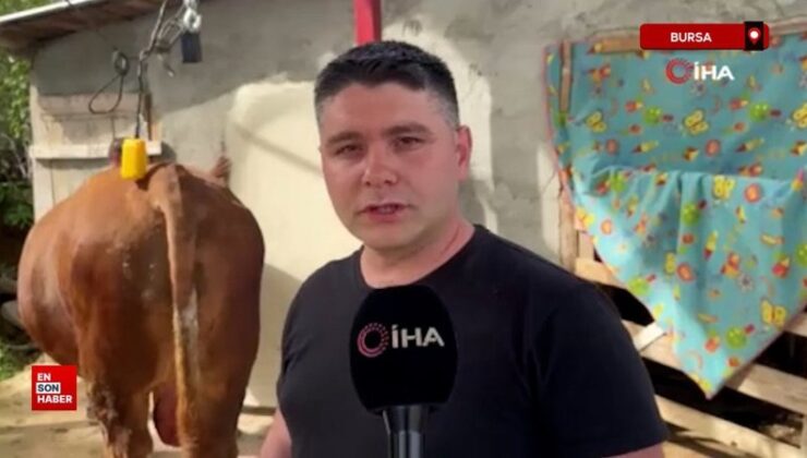 Bursa’da 1 ton 200 kiloluk kurbanlık, otomobil fiyatına alıcısını bekliyor